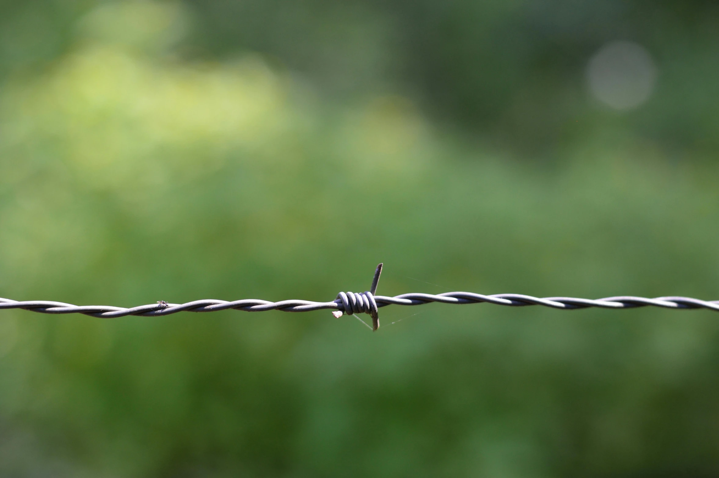 a bird sitting on top of a barbed wire, an album cover, pexels, hurufiyya, vine twist, high angle close up shot, steel wire, close up shot from the side