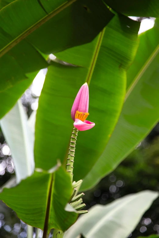 a close up of a flower on a plant, banana trees, forked snake tongue sticking out, pink and green, from afar