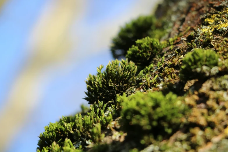 a close up of moss growing on a tree, by Jessie Algie, unsplash, hurufiyya, bokeh dof sky, green and blue, slide show, low angle