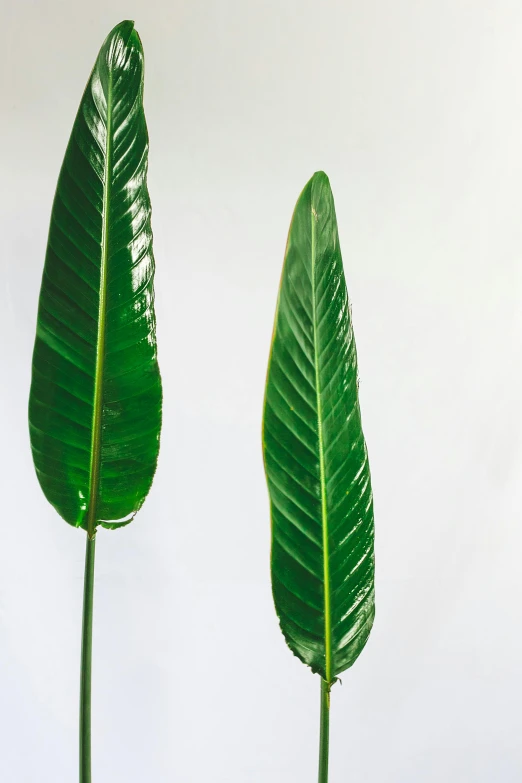 a couple of green leaves sitting on top of a table, large and tall, detailed product shot, a pair of ribbed, on clear background