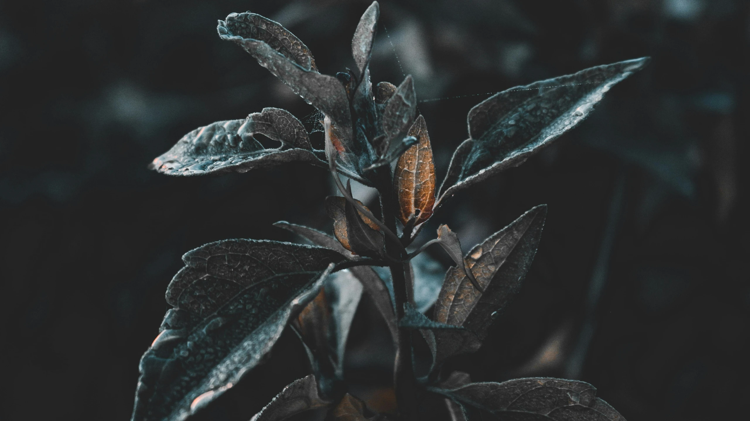 a close up of a plant with water droplets on it, inspired by Elsa Bleda, trending on pexels, australian tonalism, tooth wu : : quixel megascans, chilly dark mood, leaves on branches, black flowers