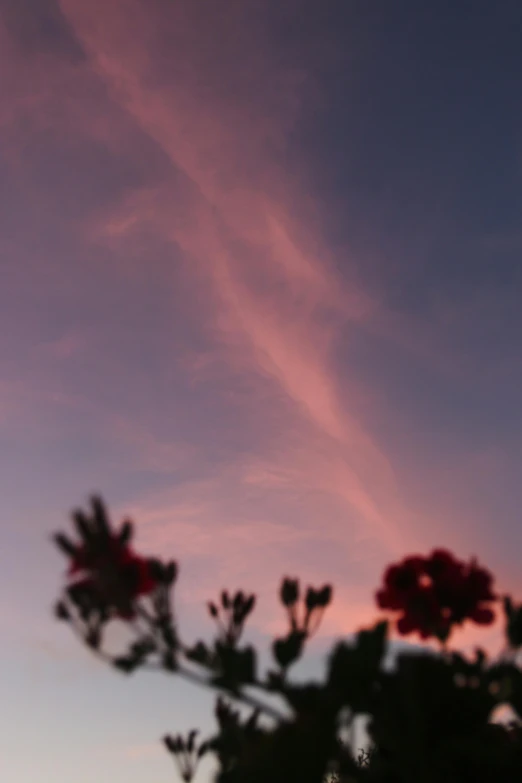 a couple of red flowers sitting on top of a lush green field, a picture, by Linda Sutton, romanticism, beautiful dusk sky, abstract photography, photo of a rose, shot from roofline