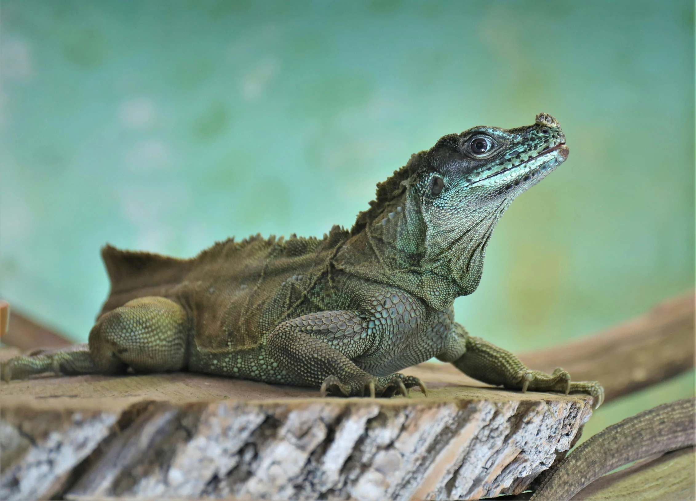 a lizard sitting on top of a piece of wood