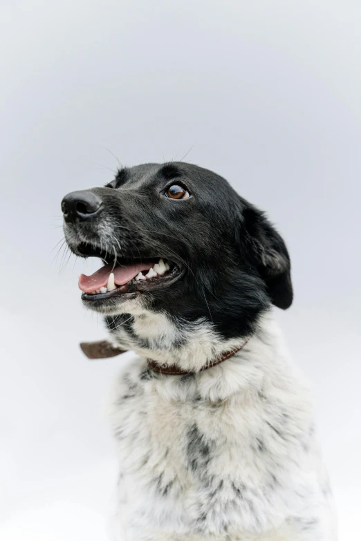 a black and white dog sitting in the snow, on a gray background, mouth open, an ai generated image, up-close