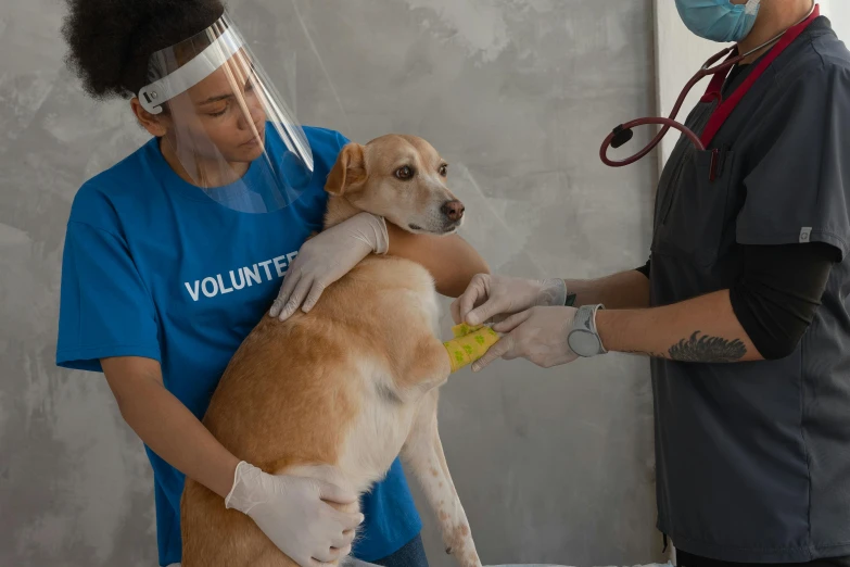 a dog being vaccinated by a vet, pexels contest winner, vfx, holding a thick staff, relief, malika favre