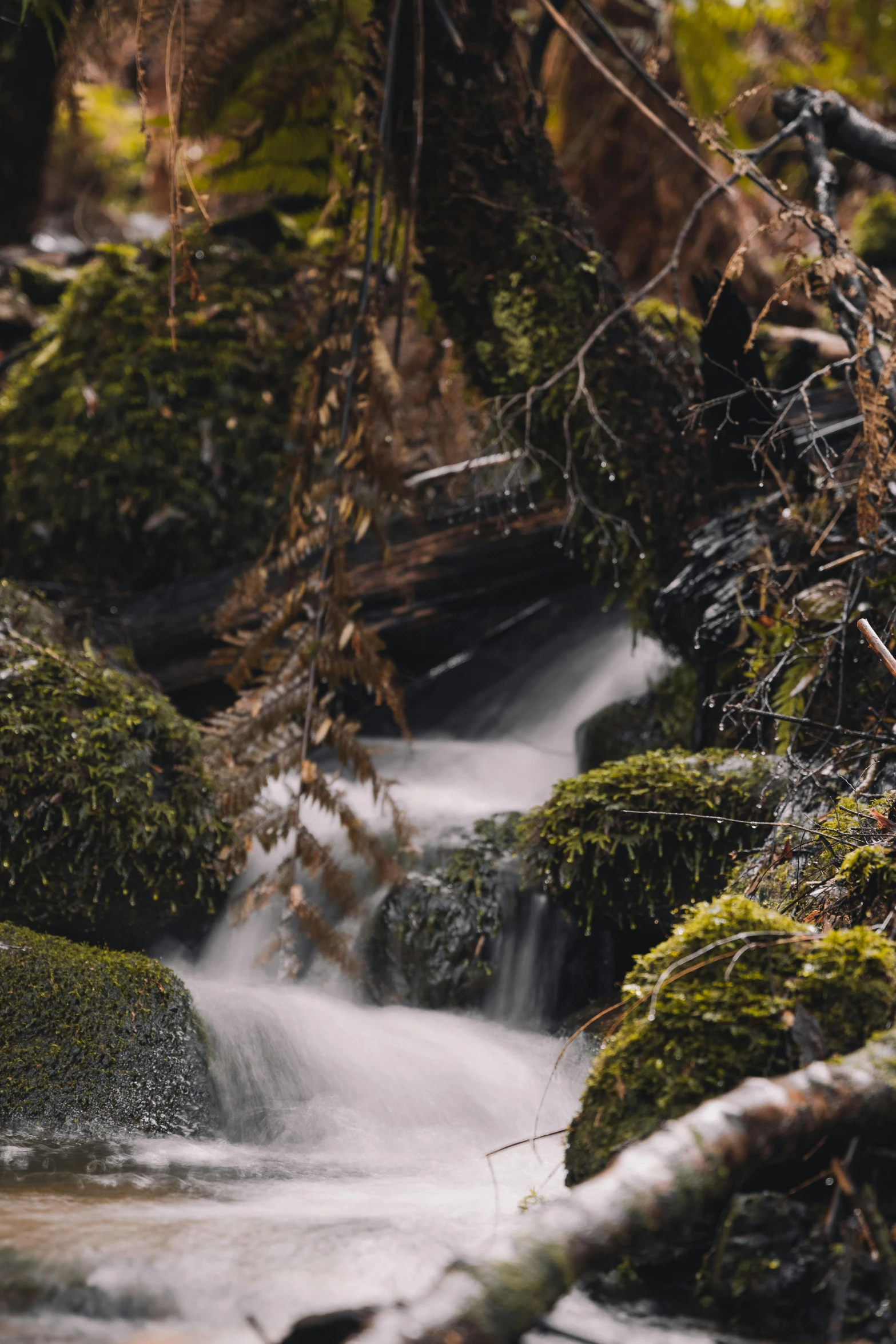 a stream running through a lush green forest, a tilt shift photo, unsplash, environmental art, 8 k film still, mossy rocks, slide show, brown