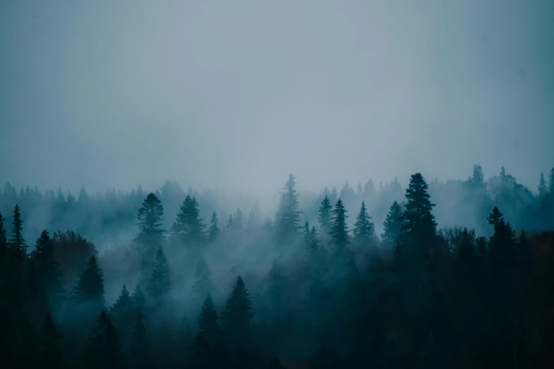 a foggy forest filled with lots of trees, an album cover, inspired by Elsa Bleda, pexels contest winner, 🌲🌌, blue fog, gray fog, teal aesthetic