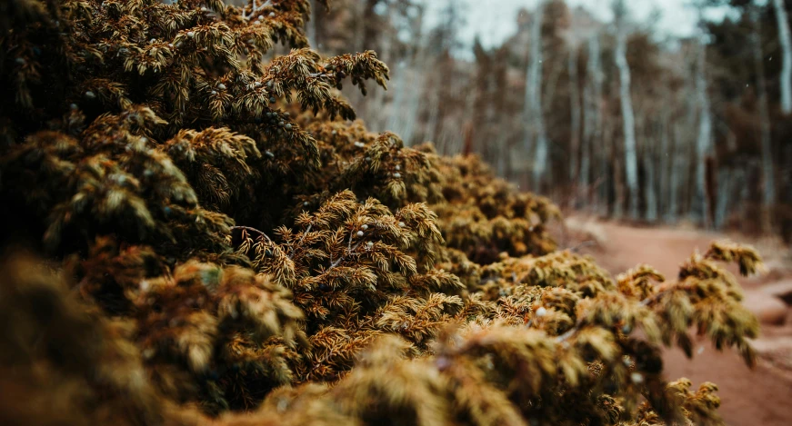 a dirt road in the middle of a forest, by Jesper Knudsen, unsplash, visual art, dried moss, a close up shot, high quality product image”, moss growing on their clothes