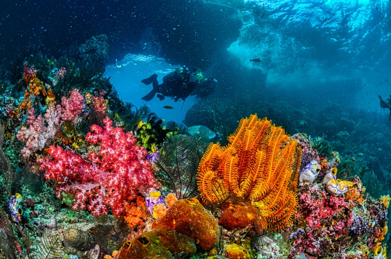 a group of people swimming over a colorful coral reef, by Daniel Seghers, pexels contest winner, romanticism, highly detailed 8k photography, arc, 🦩🪐🐞👩🏻🦳, overgrown with colorful coral