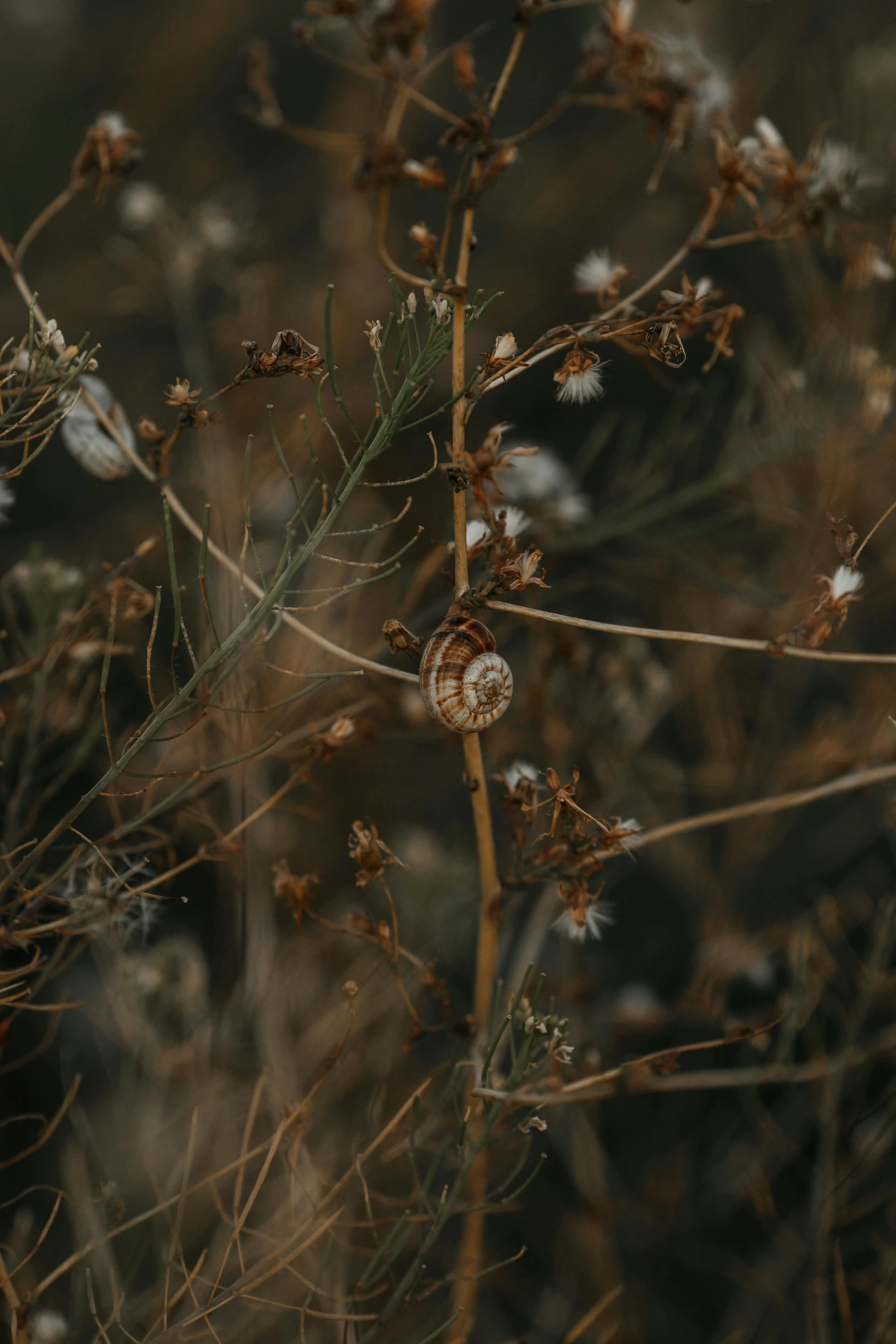 a red fire hydrant sitting on top of a dry grass covered field, a macro photograph, inspired by Elsa Bleda, unsplash contest winner, renaissance, snail shell, brown flowers, winding branches, portrait of a small