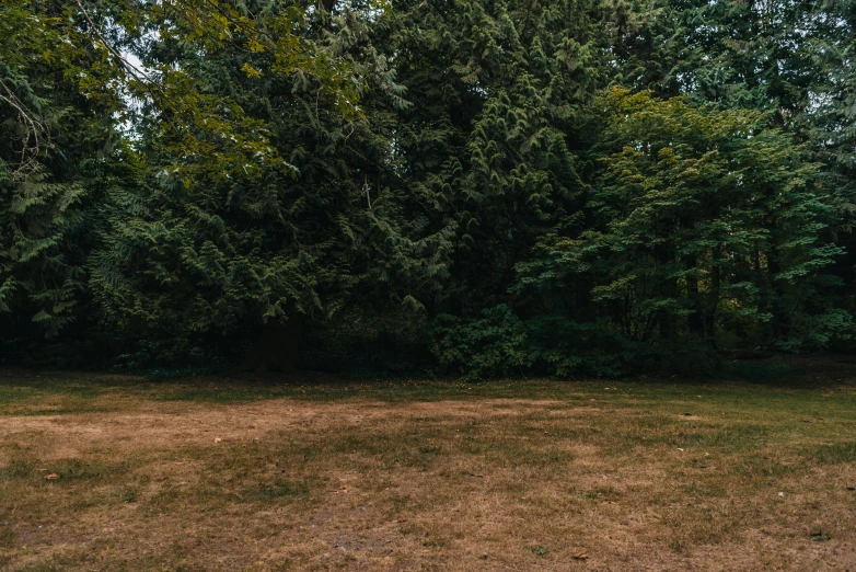 a red fire hydrant sitting in the middle of a field, inspired by Elsa Bleda, dark pine trees, panoramic shot, dirt ground, background image