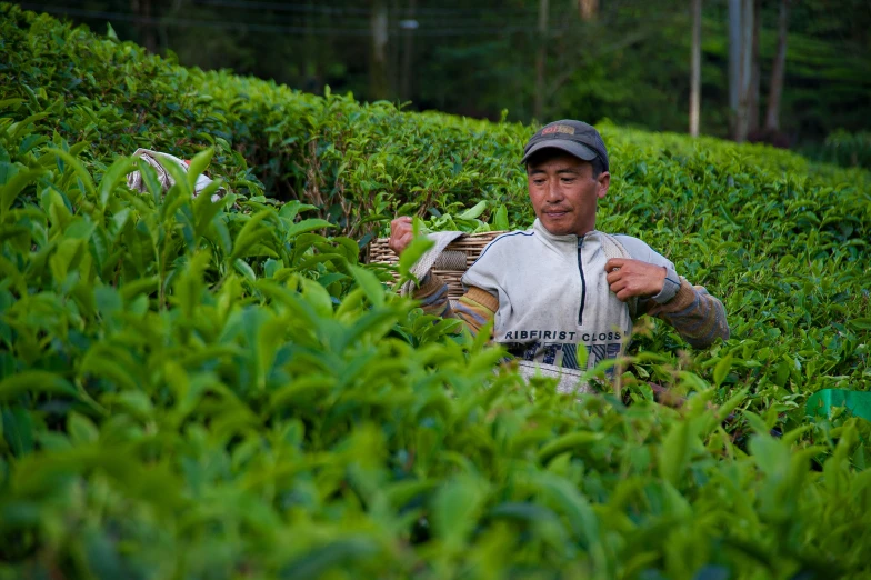 a man sitting on top of a lush green field, by Meredith Dillman, pexels contest winner, sumatraism, tea, avatar image, people at work, smug expression