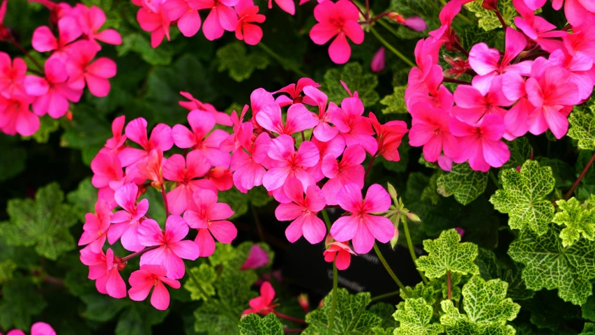 a close up of a bunch of pink flowers, pot plants, vibrant foliage, verbena, fan favorite