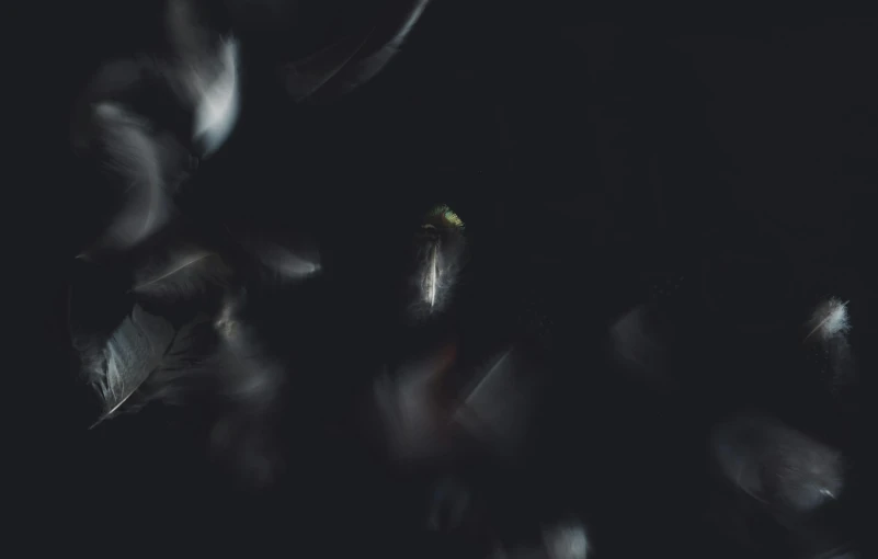 a bunch of feathers flying in the air, a microscopic photo, inspired by Anna Füssli, pexels contest winner, light and space, dark gloomy cave background, portrait of an insectoid, background ( dark _ smokiness ), a high angle shot