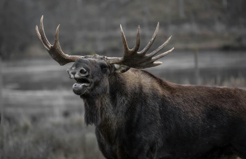 a moose standing next to a body of water, pexels contest winner, photorealism, snarling, hunting trophies, tongue out, big beak