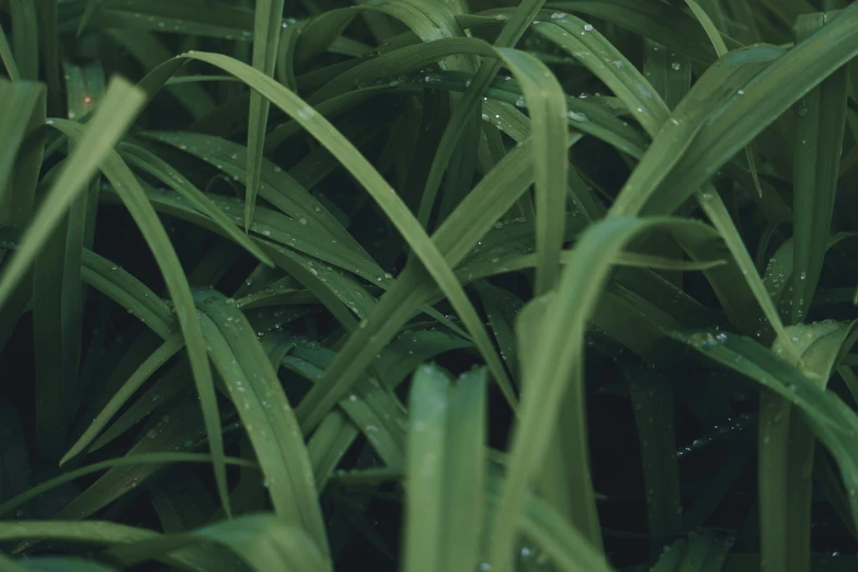 a bunch of green grass with water droplets, unsplash, hurufiyya, fine details 8k octane rendering, lo-fi, tropical foliage, vegetation tentacles