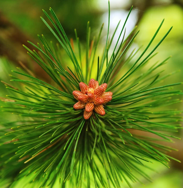 a close up of a pine tree branch with a flower, by Jan Rustem, pexels, hurufiyya, green pupills, an orange, ornamental, miniature forest