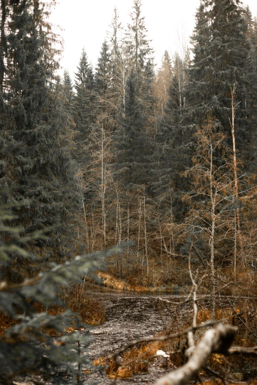 a stream running through a forest filled with lots of trees, a picture, inspired by Elsa Bleda, unsplash contest winner, tonalism, near lake baikal, dry trees, ((forest)), grey