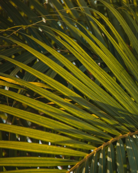 a bird sitting on top of a palm tree, inspired by Elsa Bleda, unsplash, hurufiyya, yellow and greens, deep jungle texture, profile image, sukkot