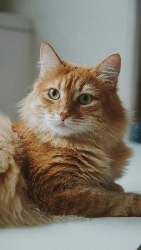 a close up of a cat laying on a table, pexels, renaissance, fluffy orange skin, proud serious expression, he is a long boi ”, gif