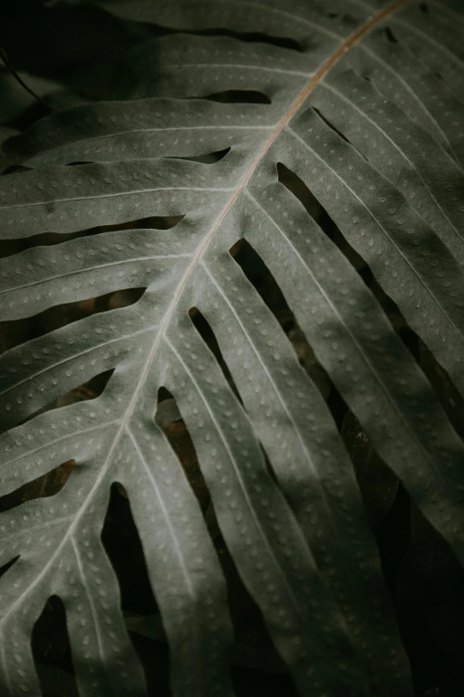 a close up of a leaf of a plant, trending on pexels, underexposed grey, low quality photo, multiple stories, thick jungle