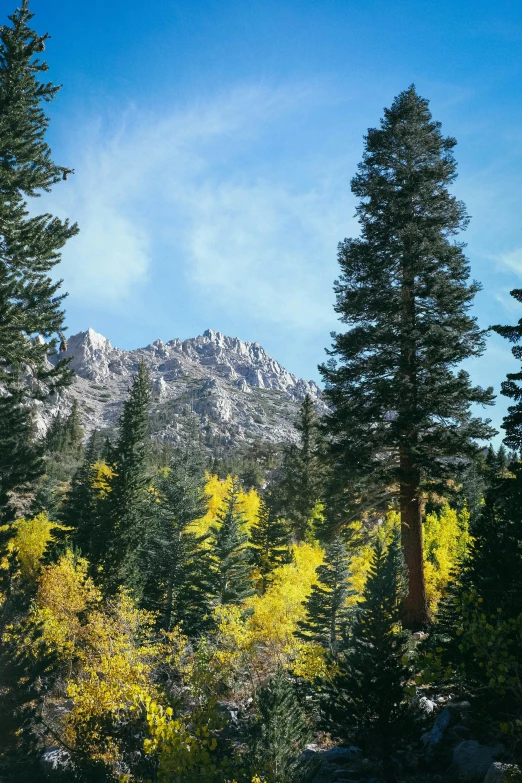 a forest filled with lots of trees next to a mountain, yellow, rocky mountains in background, sage, queen