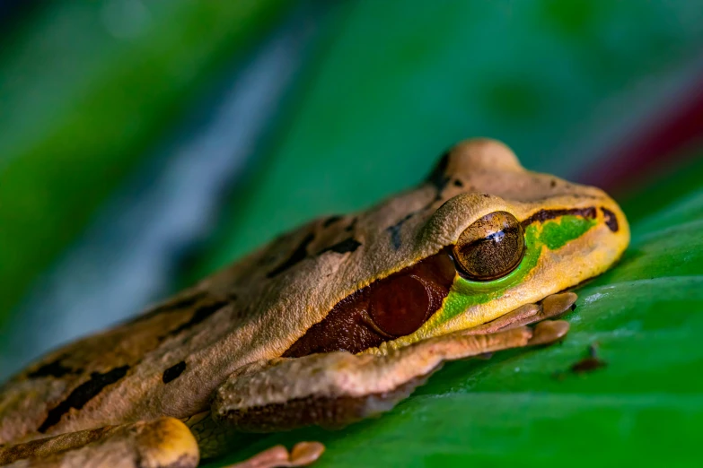 a frog sitting on top of a green leaf, by Robert Brackman, pexels contest winner, hurufiyya, snout under visor, avatar image, brown, kuntilanak on tree