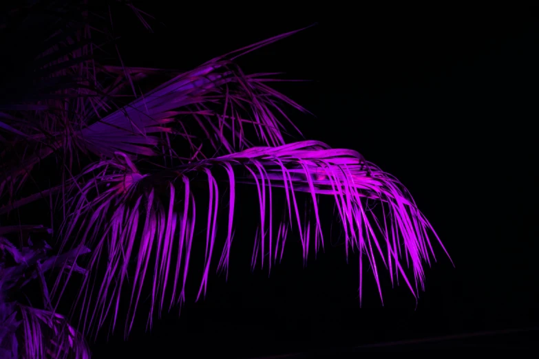 a palm tree with purple lights in the dark, a digital rendering, by Andrew Allan, unsplash, black light rave, pink, light lighting side view, detailed photograph