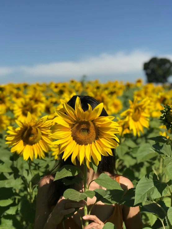 a woman standing in a field of sunflowers, happening, profile image, on a hot australian day, flowers growing out of its head, 2019 trending photo