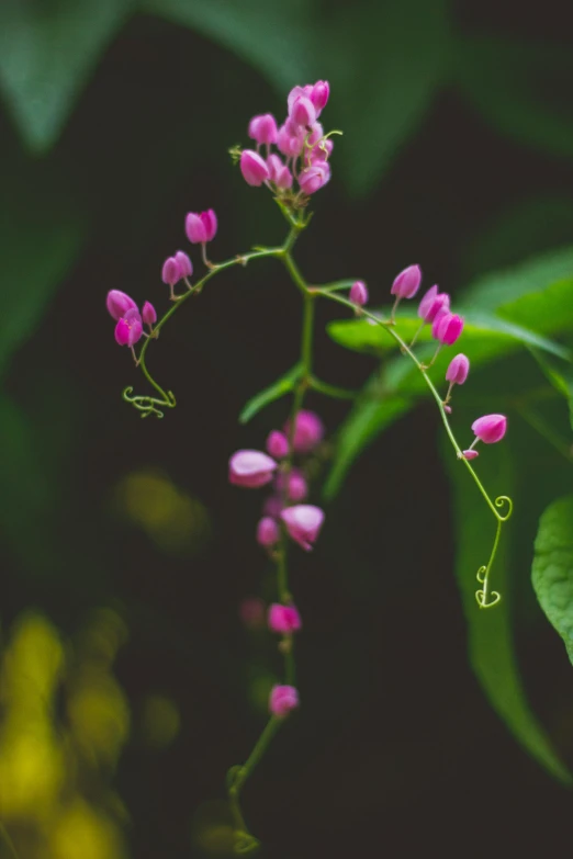 a close up of a plant with pink flowers, by Sven Erixson, unsplash, hanging vines, tiny crimson petals falling, minn, paul barson