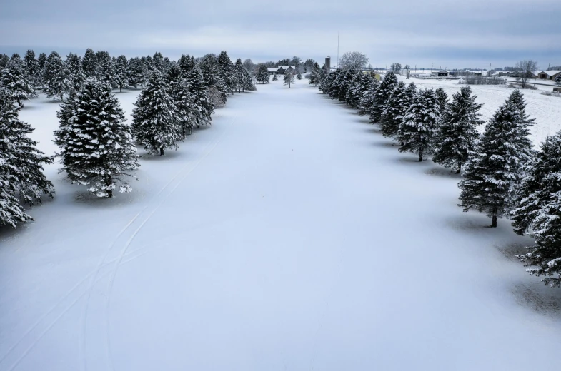 a group of trees that are standing in the snow, golf course, runway, shot from 5 0 feet distance, outdoor photo