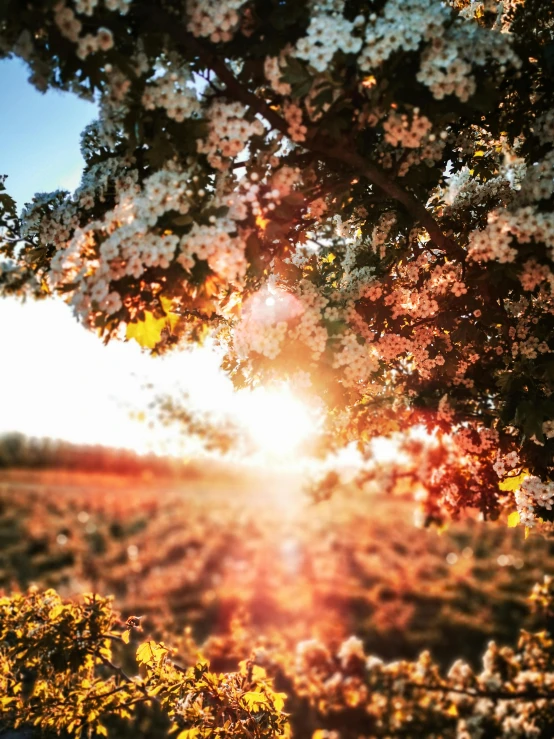 the sun shines through the branches of a tree, a picture, by Jacob Toorenvliet, unsplash, happening, in a field with flowers, standing in an apple orchard, with instagram filters, front lit