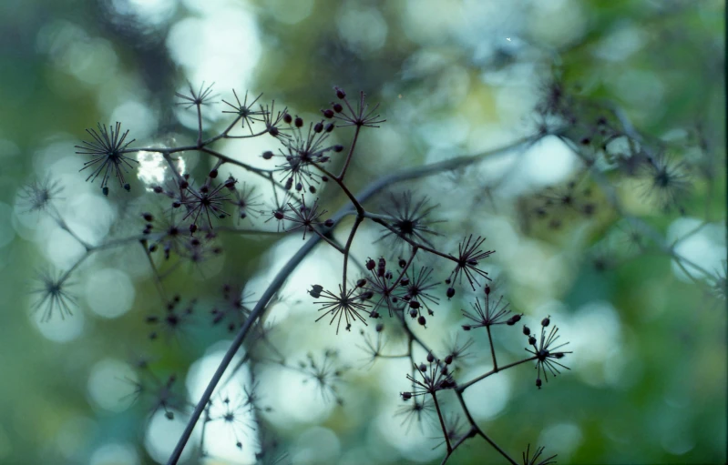 a close up of a plant with a blurry background, a microscopic photo, unsplash, hurufiyya, dendrites, psychedelic flowers and trees, hasselblad film bokeh, muted colour