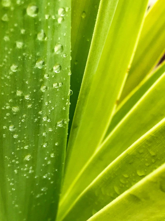 a close up of a plant with water droplets on it, palm, promo image, lush greens, medium close shot