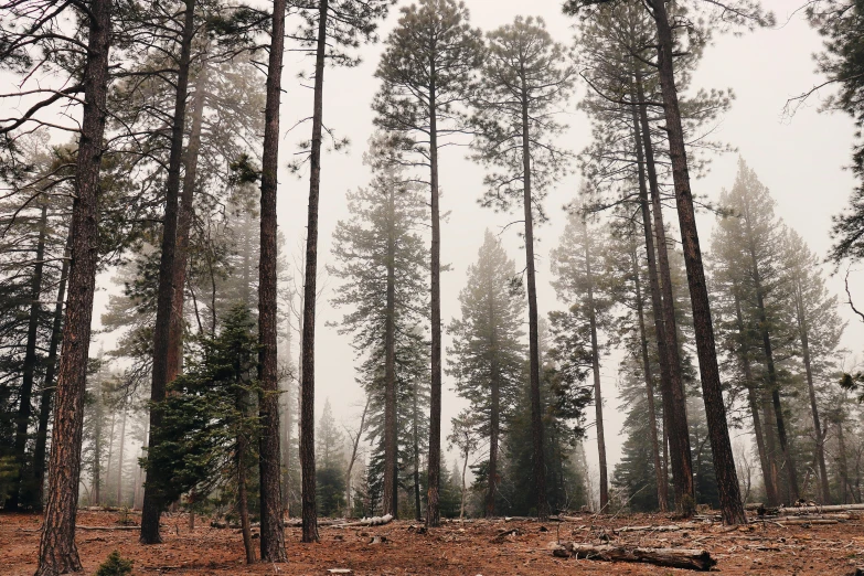 a forest filled with lots of tall trees, by Marshall Arisman, unsplash, ((trees)), sparse pine trees, carson ellis, misty ground