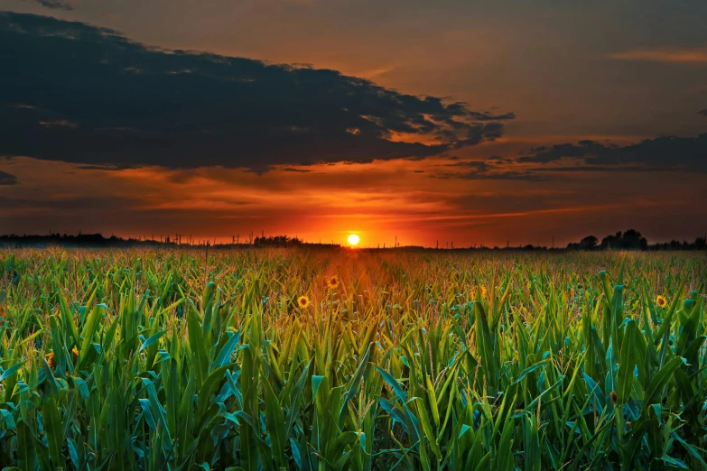 the sun is setting over a corn field, pexels contest winner, fan favorite, humid evening, paul barson, sunset panorama