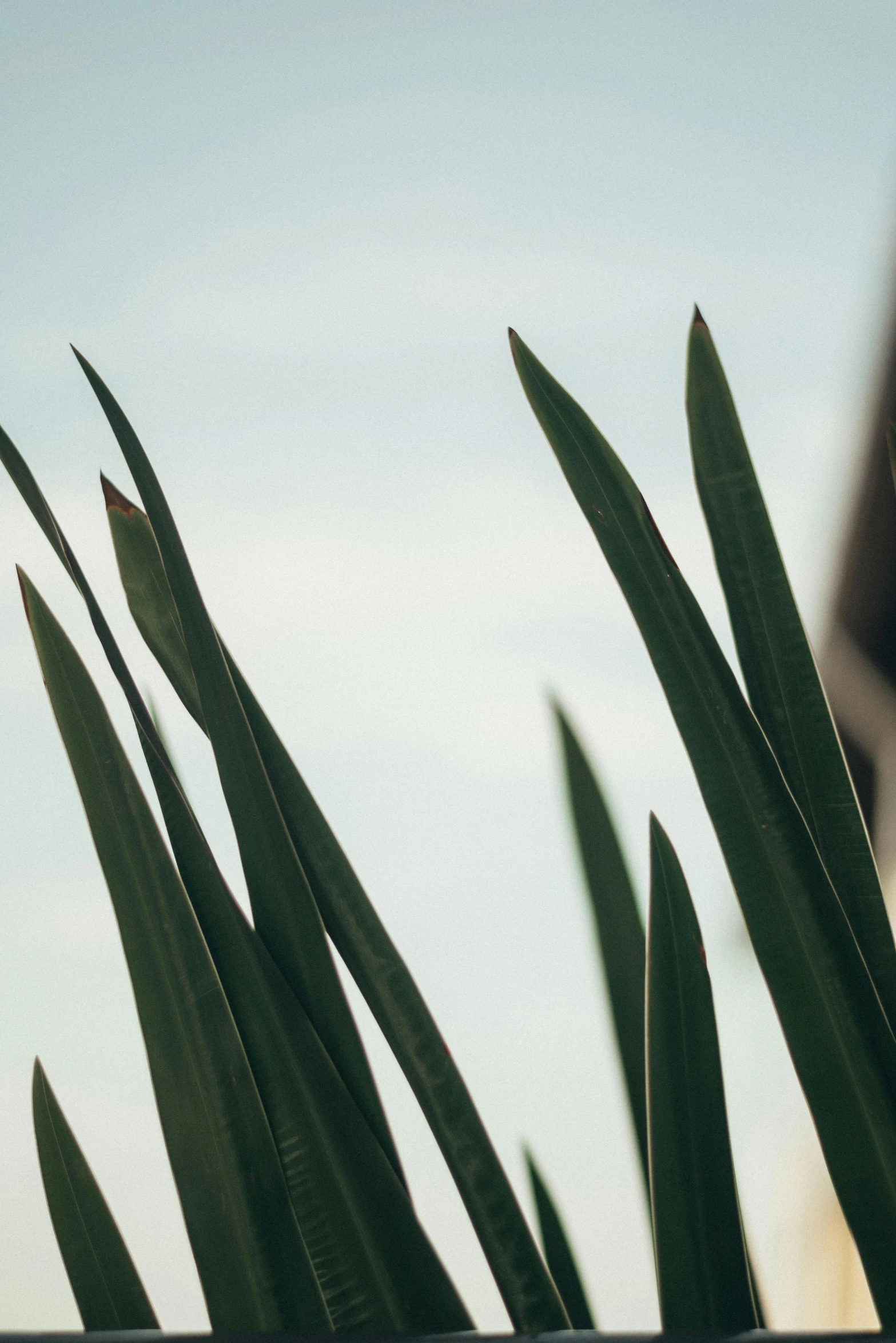 a close up of a plant with a building in the background, by Carey Morris, unsplash, modernism, clear sky, green iris, made of leaves, very long spires