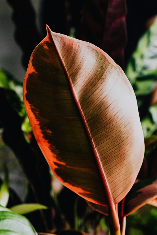 a close up of a leaf on a plant, light red and deep orange mood, big interior plants, magnolia, with dramatic lighting