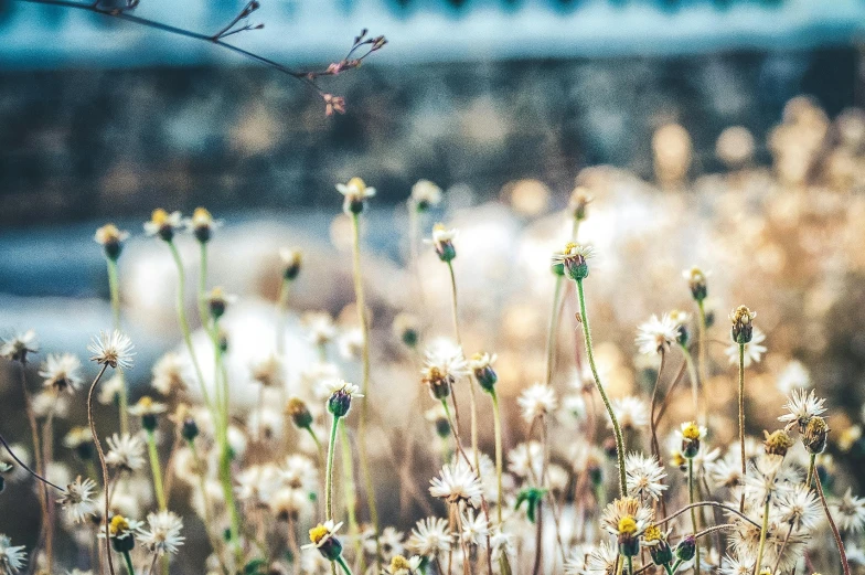 a field of wildflowers with a train in the background, by Niko Henrichon, trending on unsplash, minimalism, lots of little daisies, bokeh intricate details, alessio albi, chaotic gold leaf flowers