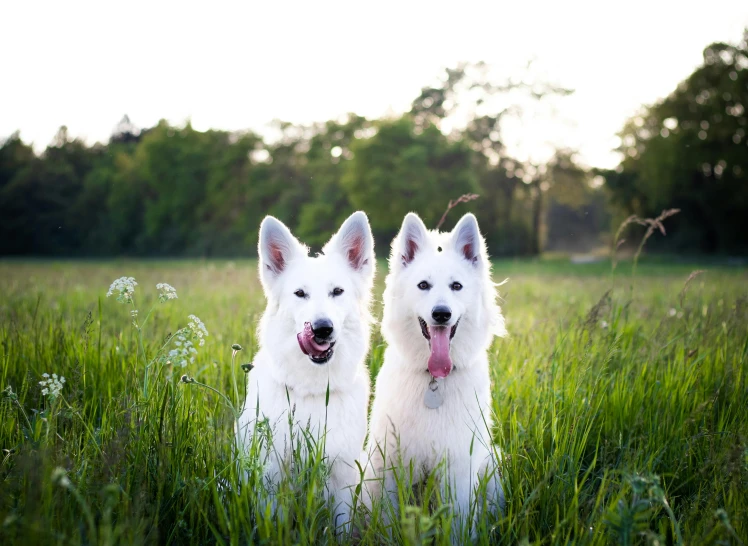 two white dogs sitting on top of a lush green field, unsplash, long pointy ears, husky, instagram picture, beautifully lit