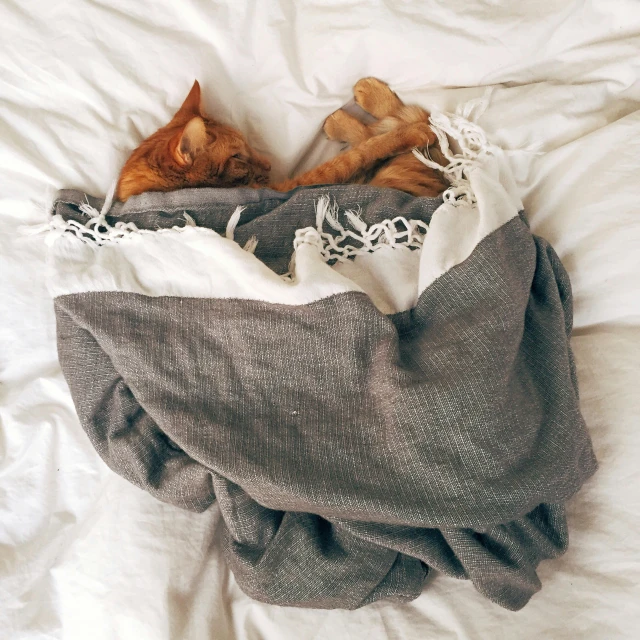 a cat laying in a blanket on top of a bed, by Matija Jama, pexels contest winner, two headed cat, flatlay, small bed not made, puppies