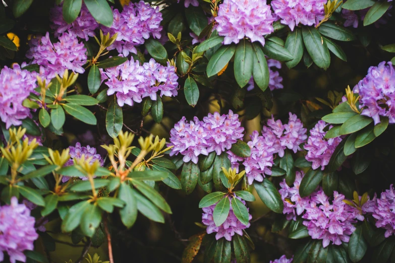 a bush of purple flowers with green leaves, unsplash, instagram picture, shot on sony a 7, hongbsws, male and female