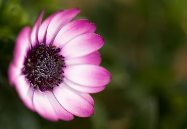 a close up of a pink flower with green leaves, by Arie Smit, unsplash, white and purple, giant daisy flower head, paul barson, low depth field