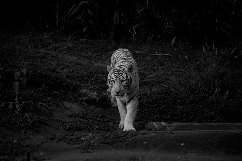 a black and white photo of a white tiger, a black and white photo, unsplash, sumatraism, walking into a deep dark florest, marble!! (eos 5ds r, candid shot, white haired