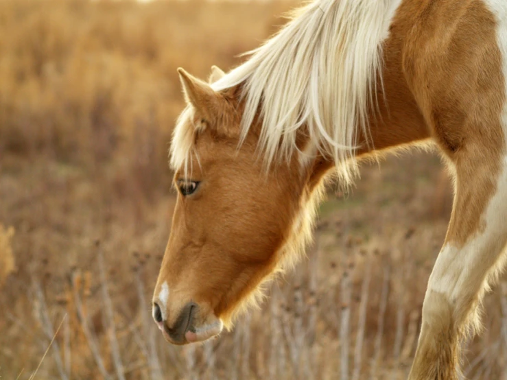 a brown and white horse standing in a field, profile image, fan favorite, yellowed with age, light blond hair