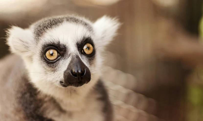 a close up of a lemur looking at the camera, pexels contest winner, short light grey whiskers, young male, zulu, an intricate