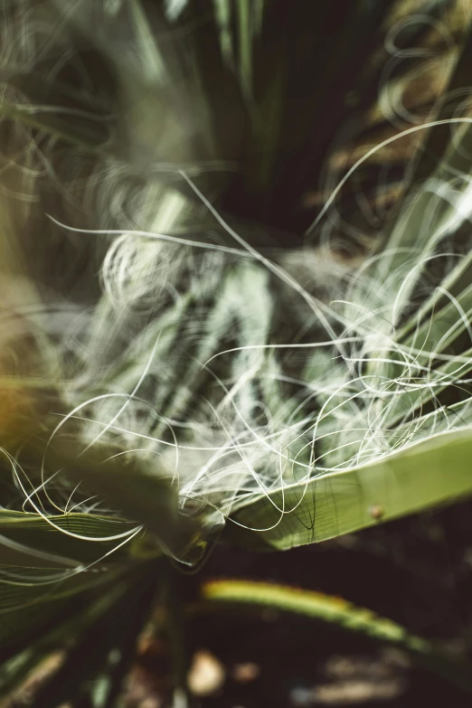 a close up of a plant with long white hair, a macro photograph, inspired by Elsa Bleda, conceptual art, spiderwebs, lush green cactus, weave, dust swirling