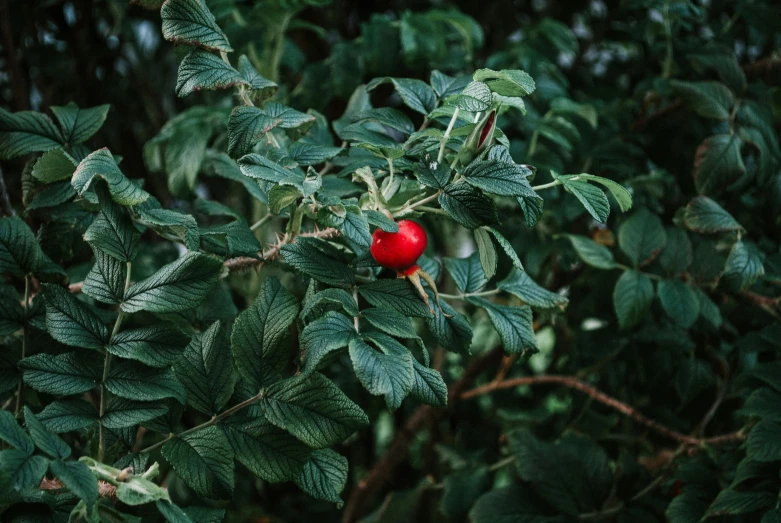 a close up of a red flower on a tree, inspired by Elsa Bleda, unsplash, raspberry, green plant, candy forest, unknown artist