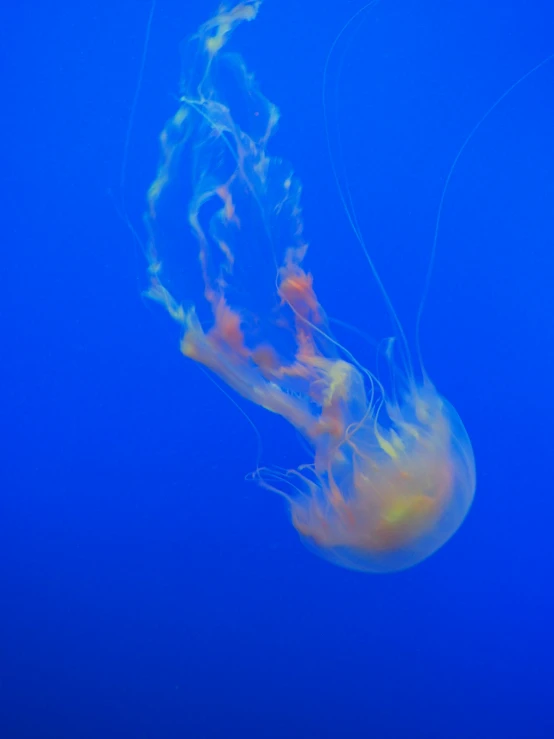 a jellyfish swimming in the blue water, pexels contest winner, orange yellow ethereal, ghostly form, whale, translucent sss