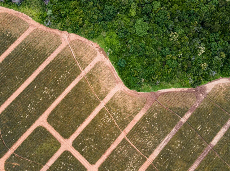 an aerial view of a field of crops, by Daniel Lieske, jungle clearing, looking at the ground, commercially ready, thumbnail